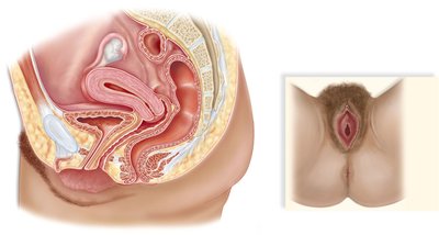 Diagram of female reproductive organs