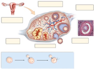 Diagram of the ovarian cycle and oogenesis