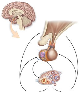 Phases of the menstrual cycle
