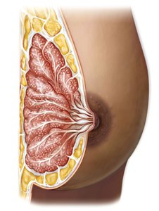 Anatomy of the female breast and lactation