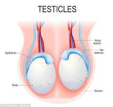 Anatomy of the testicles