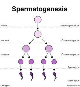 Diagram of spermatogenesis