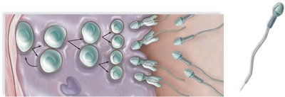 Stages of spermatogenesis and sperm structure