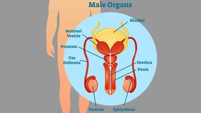 Diagram of male reproductive organs