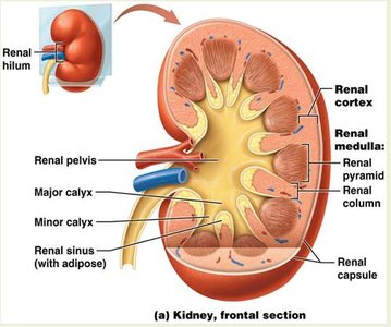 Frontal section of the kidney showing cortex, medulla, calyces, and pelvis