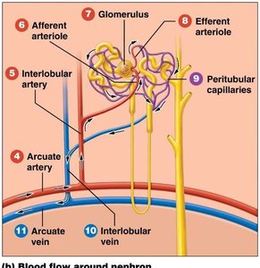 Blood flow around the nephron, including glomerulus and peritubular capillaries