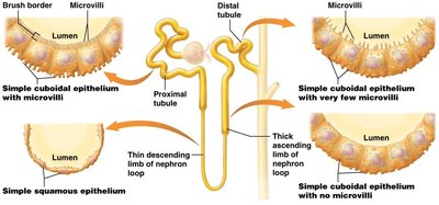 Histological structure of nephron tubules