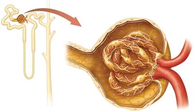Renal corpuscle structure