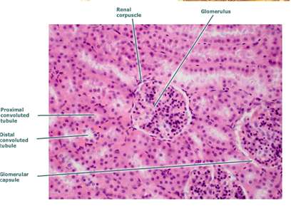 Histological section showing renal corpuscle and glomerulus