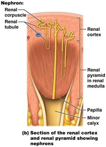 Section of renal cortex and medulla showing cortical and juxtamedullary nephrons
