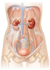 Anatomy of the urinary system showing kidneys, ureters, bladder, and urethra