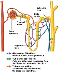 Diagram showing filtration, reabsorption, and secretion in the nephron