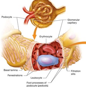 Filtration membrane structure