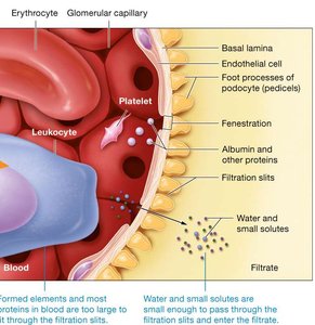 Filtration membrane with podocytes and filtration slits