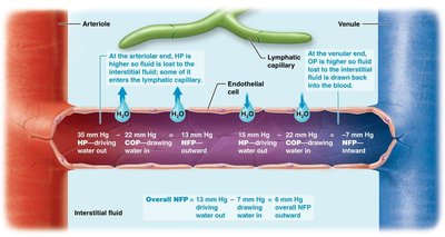 Diagram of hydrostatic and colloid osmotic pressure gradients