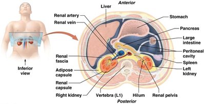 Cross-sectional anatomy of the kidney and surrounding structures