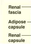 Labels for renal fascia, adipose capsule, and renal capsule
