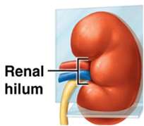Renal hilum location on the kidney