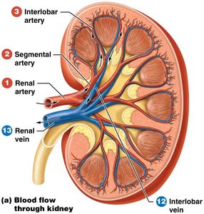 Blood flow through the kidney, showing arteries and veins