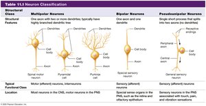 Table 11.1 Neuron Classification