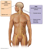 Structure of the nervous system showing CNS and PNS divisions