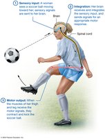 Diagram showing sensory input, integration, and motor output