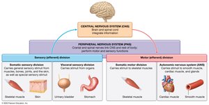 Summary of structural and functional divisions of the nervous system