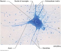 Microscopic image of nervous tissue showing neurons and neuroglia