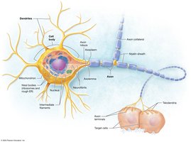 Structure of a typical neuron