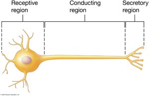 Diagram showing receptive, conducting, and secretory regions of a neuron