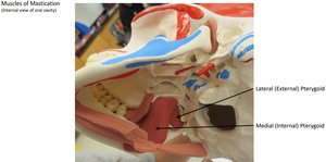 Model: lateral and medial pterygoid