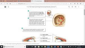Extrinsic eye muscles, anatomical model