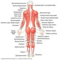 Labeled posterior view of major skeletal muscles