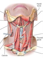 Muscles of the neck, anterior triangle