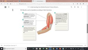 Diagram of muscle lever system and functional classification