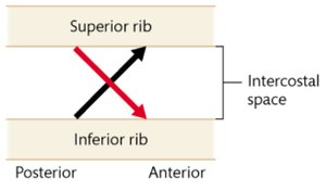 Diagram of intercostal muscle fiber orientation