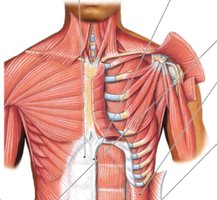 Pectoralis major and minor, model