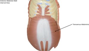 Muscles of the abdominal wall, model