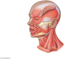 Muscles of facial expression, lateral view