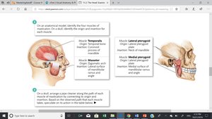Muscles of mastication: temporalis, masseter, pterygoids