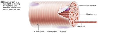 Microscopic anatomy of a skeletal muscle fiber