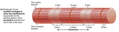 Sarcomere structure