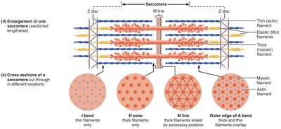 Sarcomere and myofilament arrangement