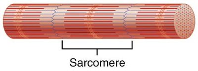 Sarcomere diagram