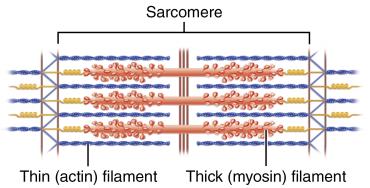 Sarcomere with thick and thin filaments