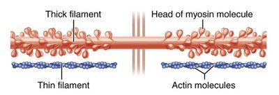Thick and thin filament interaction