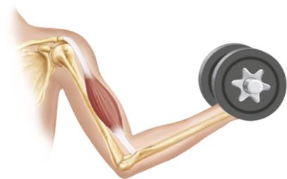 Skeletal muscle illustration