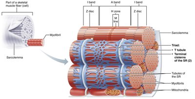 Sarcoplasmic reticulum and T tubules