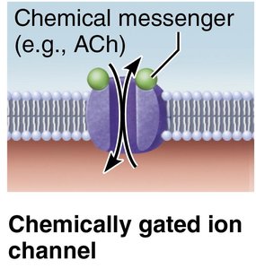 Chemically gated ion channel