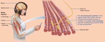 Overview of skeletal muscle contraction